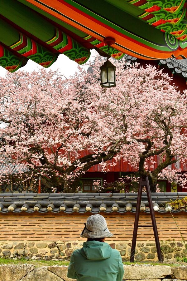 [포토] 장성군 백양사 고불매가 전하는 ‘아름다운 봄 인사’ 이미지 5