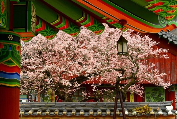 [포토] 장성군 백양사 고불매가 전하는 ‘아름다운 봄 인사’ 이미지 1