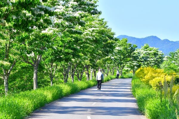 [포토] 장성군 황룡강 이팝나무 길, 새로운 명소 예감! 이미지 1