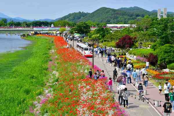 “음악과 봄꽃의 로맨틱한 만남” 장성군 황룡강 길동무 꽃길축제 24일 개막 이미지 3