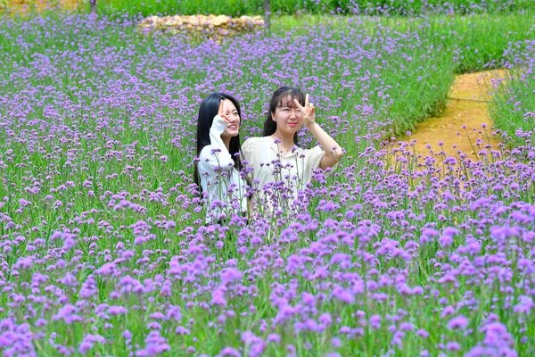 “장성군 동화나라 버베나 축제 오세요” 이미지 1