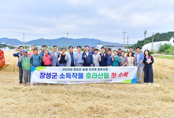 장성군, ‘슈퍼푸드’ 호라산 밀 수확 성공! 이미지 3