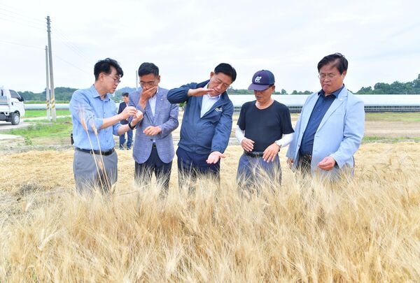 장성군, ‘슈퍼푸드’ 호라산 밀 수확 성공! 이미지 2
