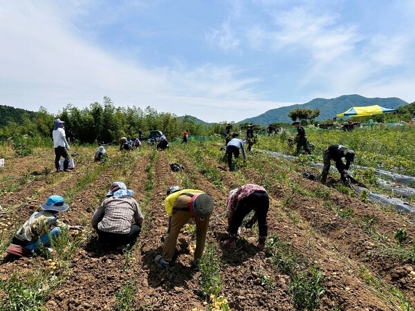 장성군 삼계면, 상무대 보병학교와 ‘농촌 일손돕기’ 이미지 2