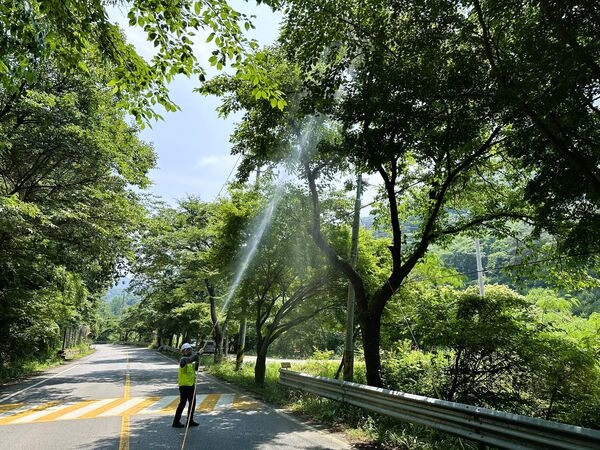 장성군, 발빠른 가로수 병해충 방제 주목 이미지 1