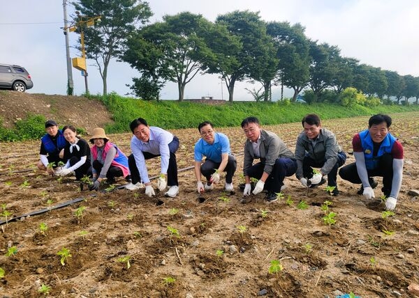 장성군, 황룡강 가을꽃축제 준비 시작… 1500평 해바라기 단지 조성 이미지 1