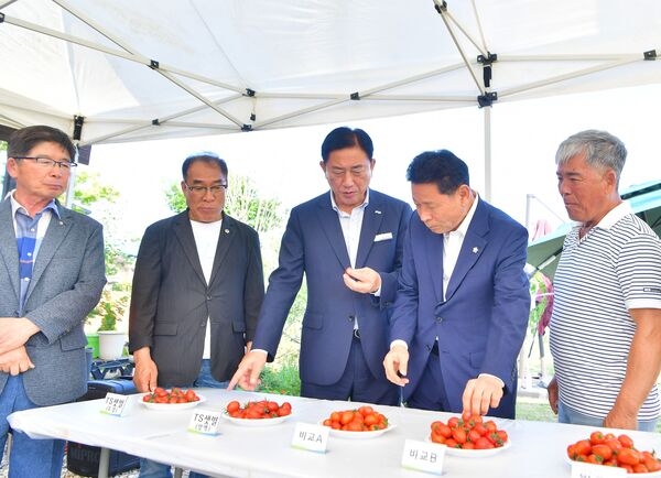 장성군, 병해 강하고 맛 좋은 신품종 방울토마토 시범재배 이미지 1