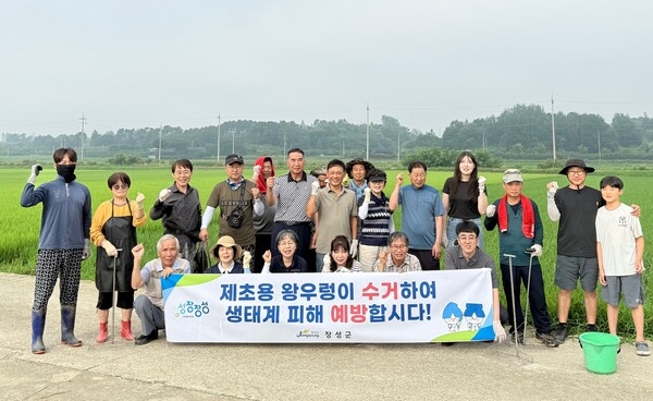 장성군, 8월까지 논벼 ‘왕우렁이’ 집중 수거 이미지 2