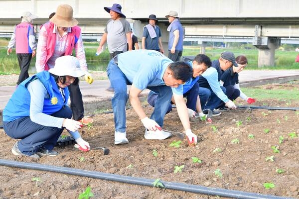장성군, 황룡강 해바라기 식재… 올해 가을꽃축제 준비 시작! 이미지 1