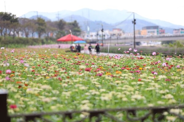 [포토] “장성군 황룡강으로 ‘가을 나들이’ 오세요” 이미지 1
