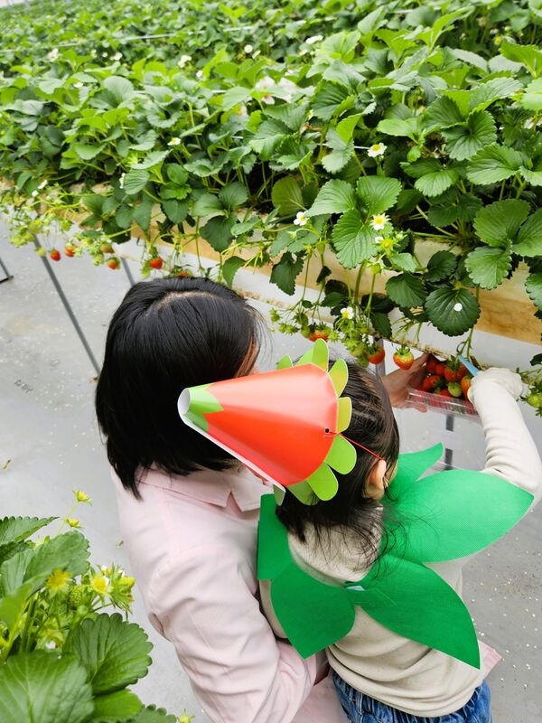 장성군 “딸기 따기 재미있어요” 이미지 2