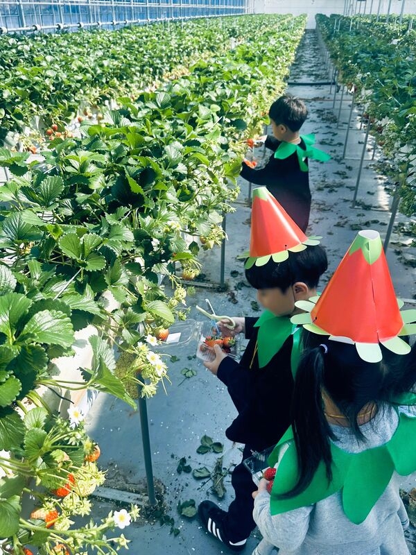 장성군 “딸기 따기 재미있어요” 이미지 3