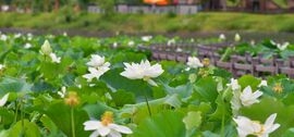 1만 송이 연꽃 장관… 장성군 황룡강 연꽃정원 오세요, 보도자료