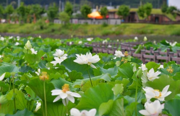 1만 송이 연꽃 장관… 장성군 황룡강 연꽃정원 오세요 이미지 1