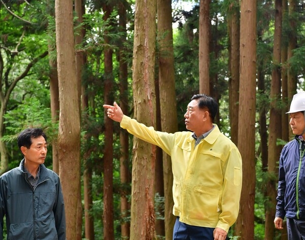장성군, 소나무재선충병 적극 대응… 감염목 베어내고 수종 전환 이미지 1