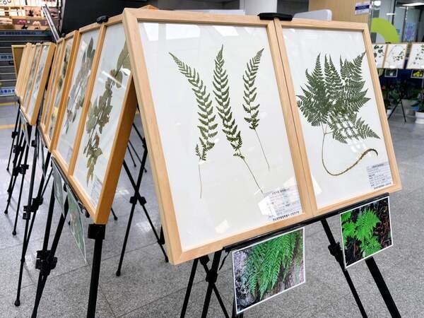 장성군 축령산 자생식물 만난다… 6일까지 표본 전시 이미지 1