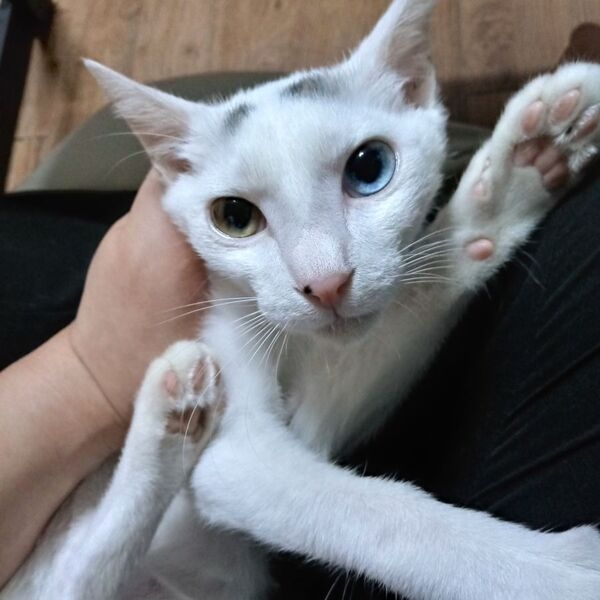 고양이 임시보호중입니다. 장성병원 맞은편 베스트빌. 이미지 1