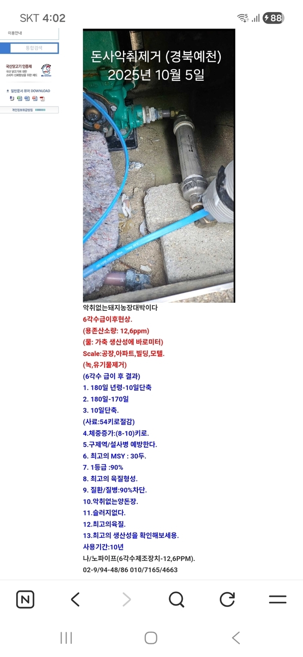 양돈자앙구치 이미지 1
