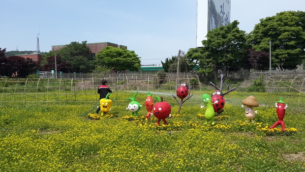 옐로우시티 꽃밭 조성기록(2015. 5월) 이미지 2