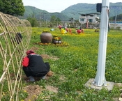 옐로우시티 꽃밭 조성기록(...