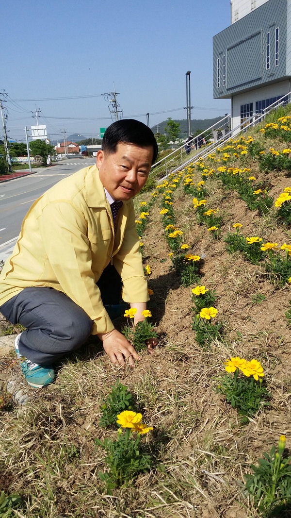 문화예술회관 앞 언덕 메리골드 식재 이미지 1