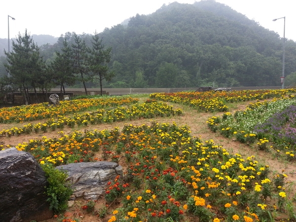 비오는날 꽃동산 풍경 이미지 3