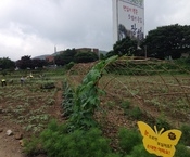 옐로우시티 꽃밭 조성기록(...