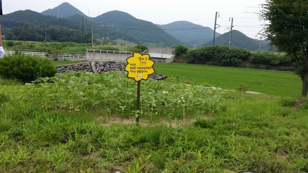 해바라기가 쑥쑥 자라고 있네요. 이미지 2