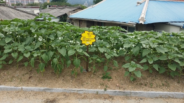 해바라기가 쑥쑥 자라고 있네요. 이미지 1