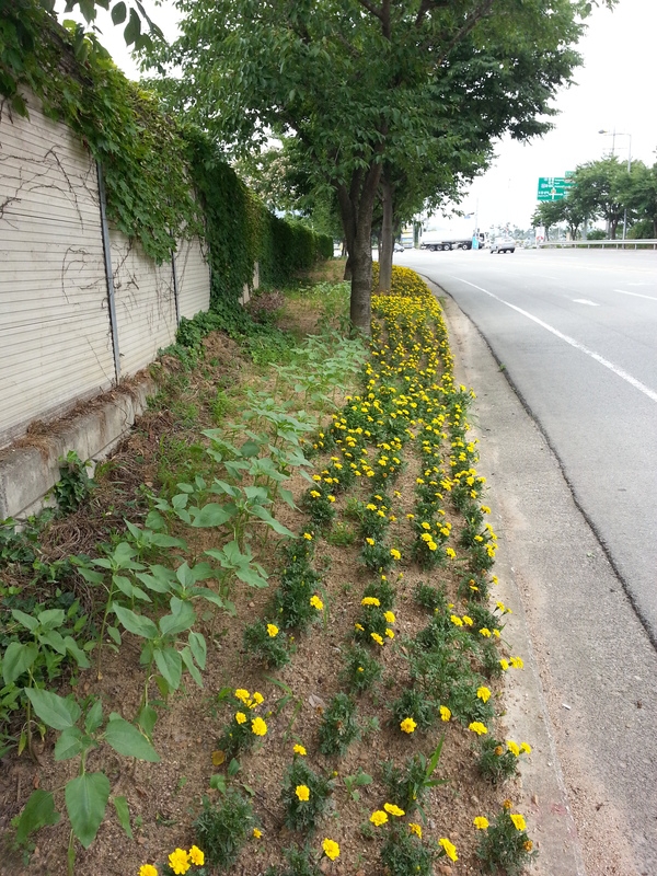 7월 첫째주 장성군새마을회 꽃동산 이미지 1