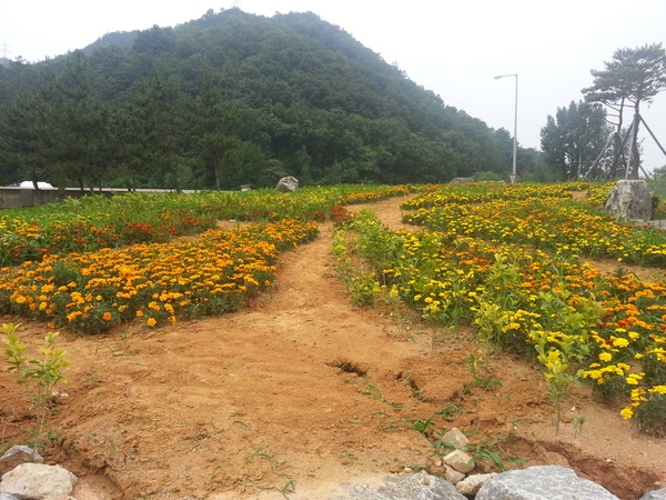 정리된 꽃밭~~시원하당~~^^ 이미지 2