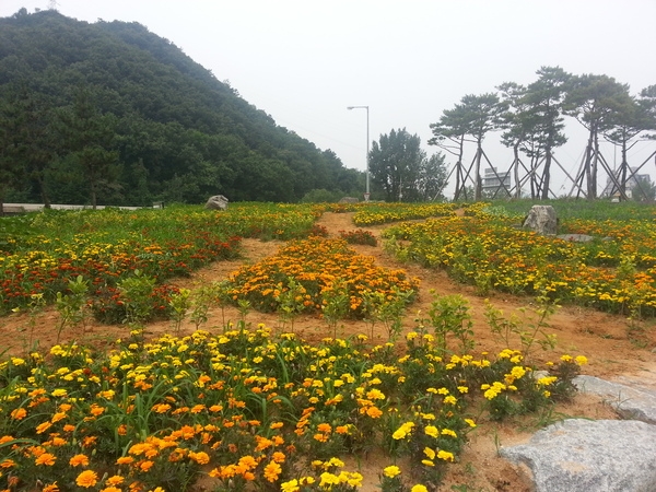 정리된 꽃밭~~시원하당~~^^ 이미지 1