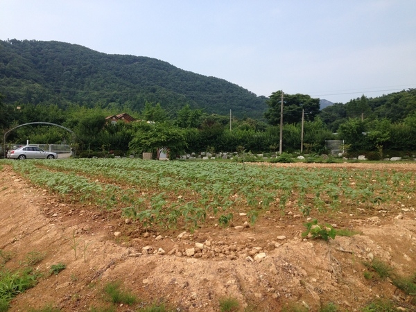 신평전원마을 입구 옐로우시티 조성기록(2015. 7월) 이미지 2