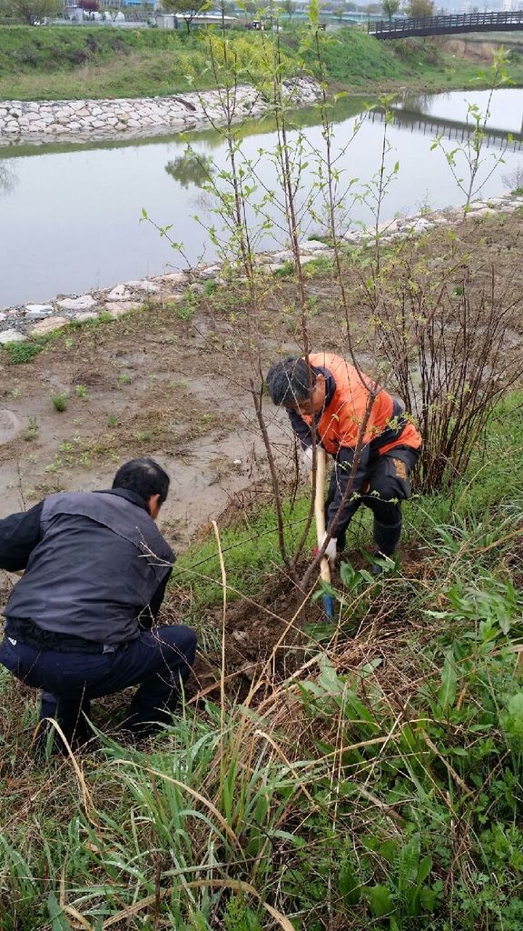 황룡강 제방 산수유 식재 이미지 2