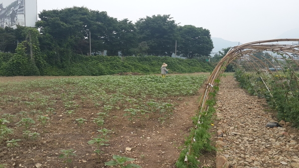 해바라기가 지면.. (옐로우시티 꽃밭 조성기록-2015. 7월) 이미지 4