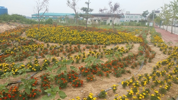 동화전자종합농공단지 입구 공한지가 옐로우시티 꽃동산으로~ 이미지 1