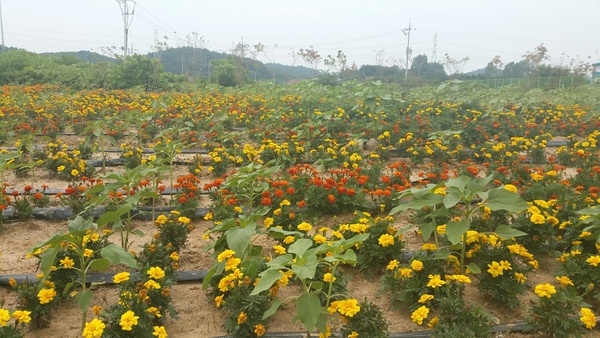 동화전자종합농공단지 입구 공한지가 옐로우시티 꽃동산으로~ 이미지 1