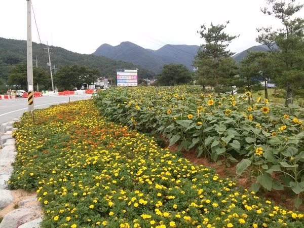 이것이 옐로우 시티다~약수리 쌈지공원 이미지 1