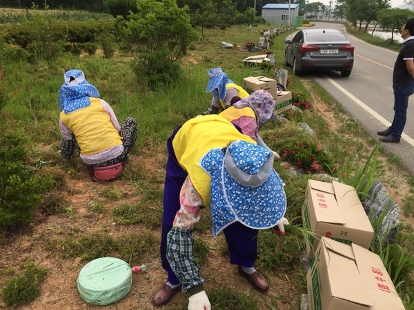 아곡리 가로화단의 해바라기 심기 이미지 2