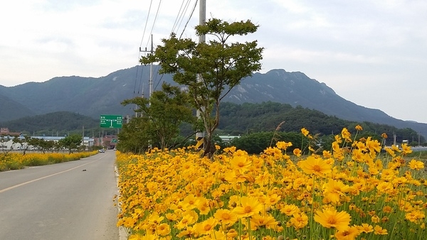 학전뜰에서~ 불태산를 바라보며 진원면사무소 가는 길목 이미지 2