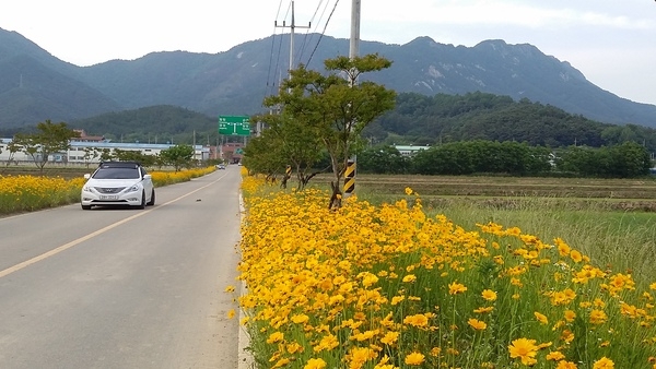 학전뜰에서~ 불태산를 바라보며 진원면사무소 가는 길목 이미지 3