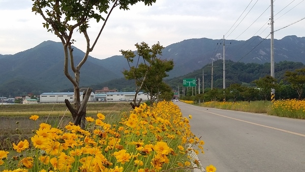 학전뜰에서~ 불태산를 바라보며 진원면사무소 가는 길목 이미지 1