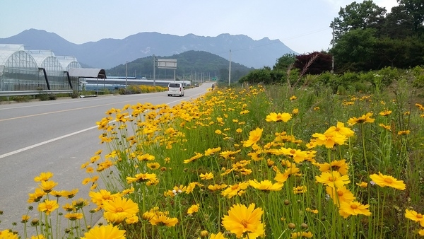 금빛물결 찰랑 ~ 화려했던 날들은 갔지만, 또 내년을 기약하며 이미지 1