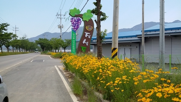 달콤한 진원면 포도는 노랑과도 잘 어울리죠~ 이미지 2