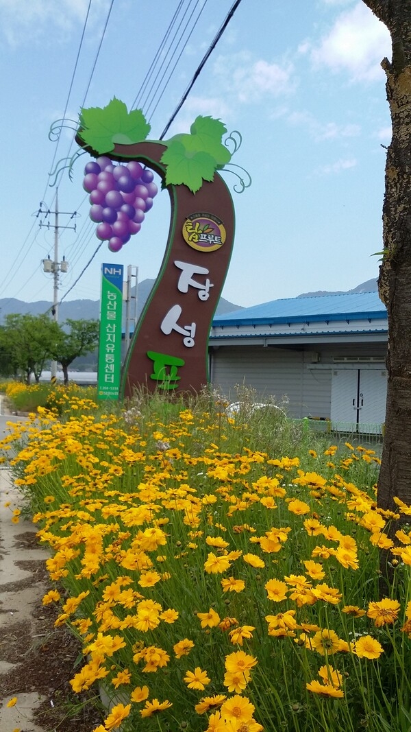 달콤한 진원면 포도는 노랑과도 잘 어울리죠~ 이미지 1