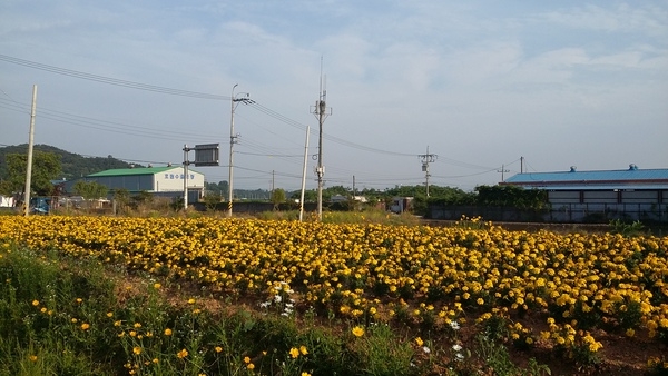 진원면사무소 앞... 행복동산에 메리골드가 활짝~ 이미지 2