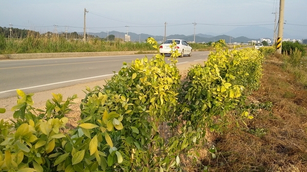 황금사철로 사계철 노랑을 즐겨요~ 이미지 2