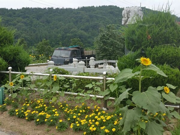 메리골드와 헤바라기 이미지 1