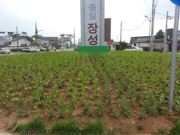 장성군새마을회 옐로우시티 꽃동산조성(3차) 이미지 4