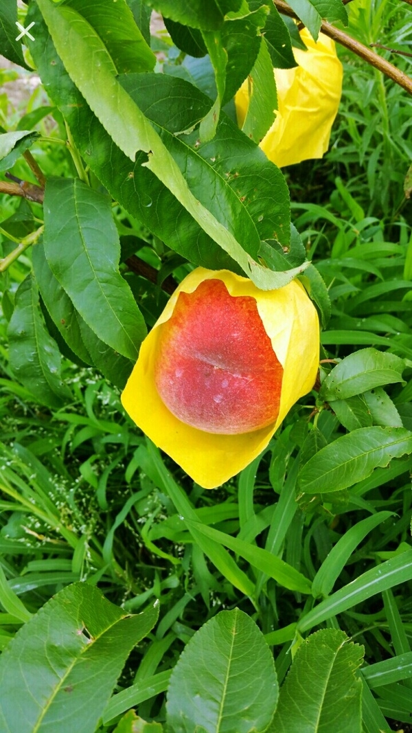 세상에서 젤 맛있는 노란 꽃 - 차돌복숭아가 곧 선보입니다. 이미지 1